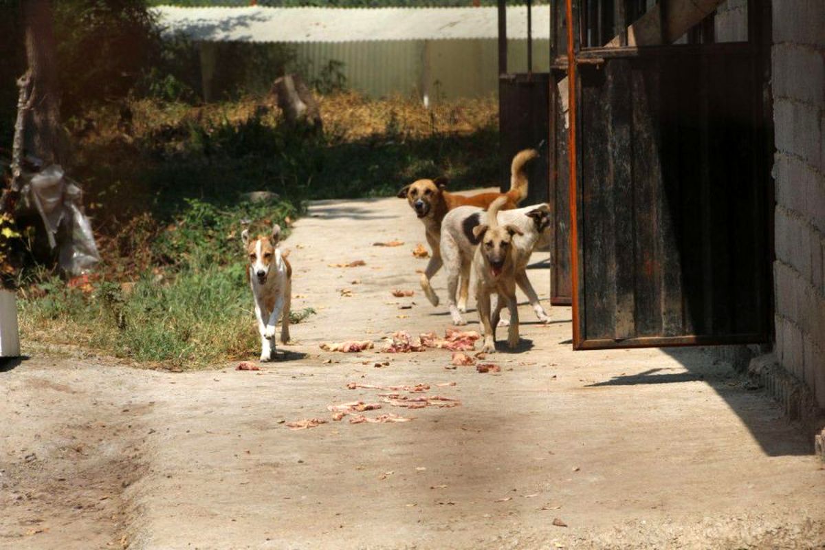 تدوین دستورالعمل نظارت بر مراکز نگهداری و کنترل جمعیت سگ‌های بدون صاحب