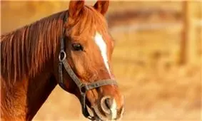 ویژگی‌های خاص «اسب»