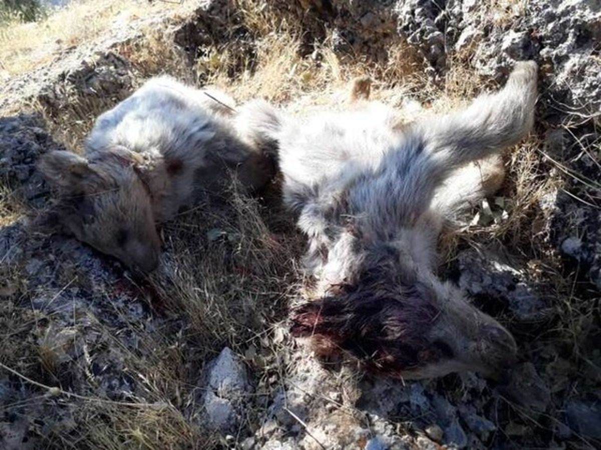 شلیک مرگبار به ۲ توله خرس قهوه‌ای در سی‌سخت استان کهگیلویه و بویراحمد