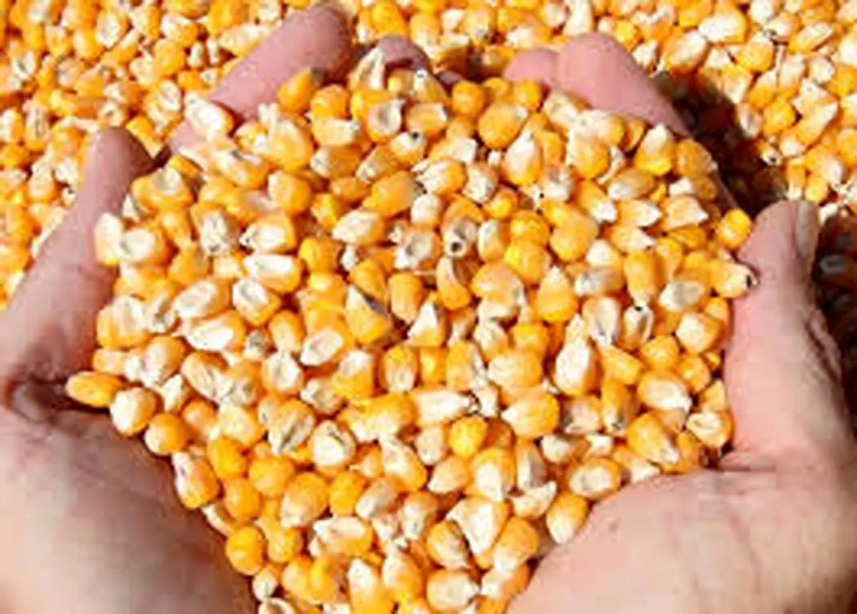 رئیس کل گمرک: ذرت‌های آلوده هرگز وارد کشور نمی‌شود