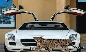 چگونه یوزپلنگ‌ها قربانی تجمل‌گرایی آقازاده‌های حاشیه خلیج فارس می‌شوند؟