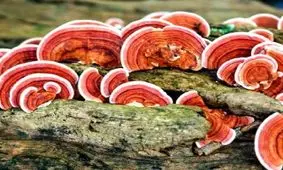 گانودرما و کامبوچا از شایعه تا واقعیت