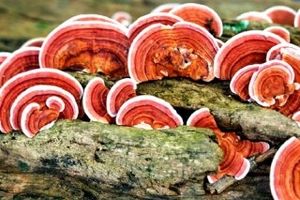 گانودرما و کامبوچا از شایعه تا واقعیت