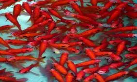 هشدار نسبت به ماهی‌های قرمز ناسالم