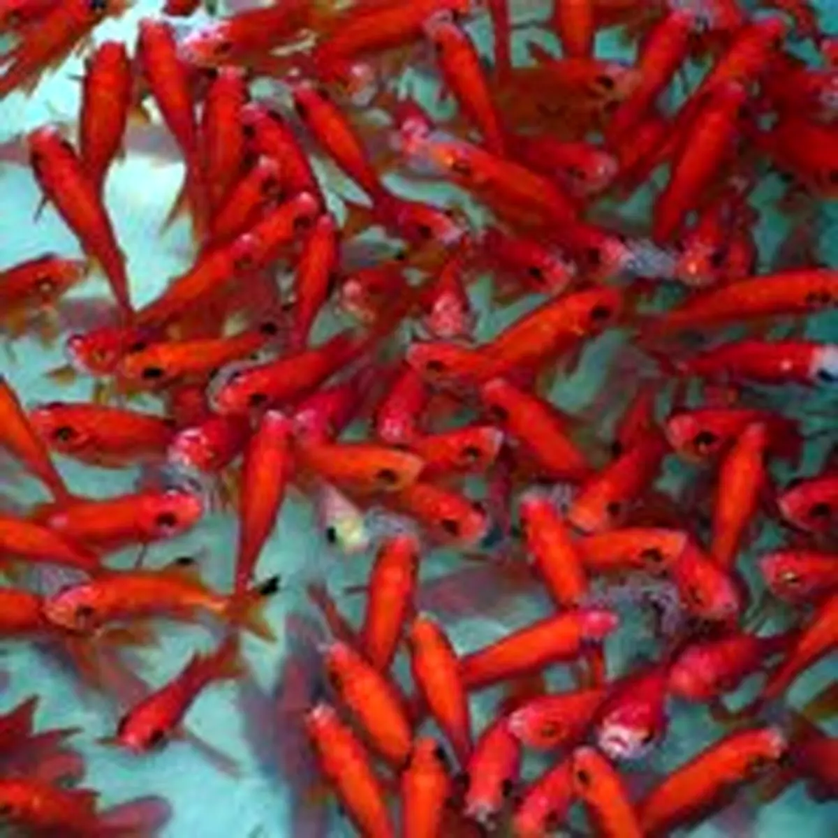 هشدار نسبت به ماهی‌های قرمز ناسالم