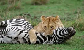 با تصورات اشتباهی که درباره حیوانات داشتید، آشنا شوید