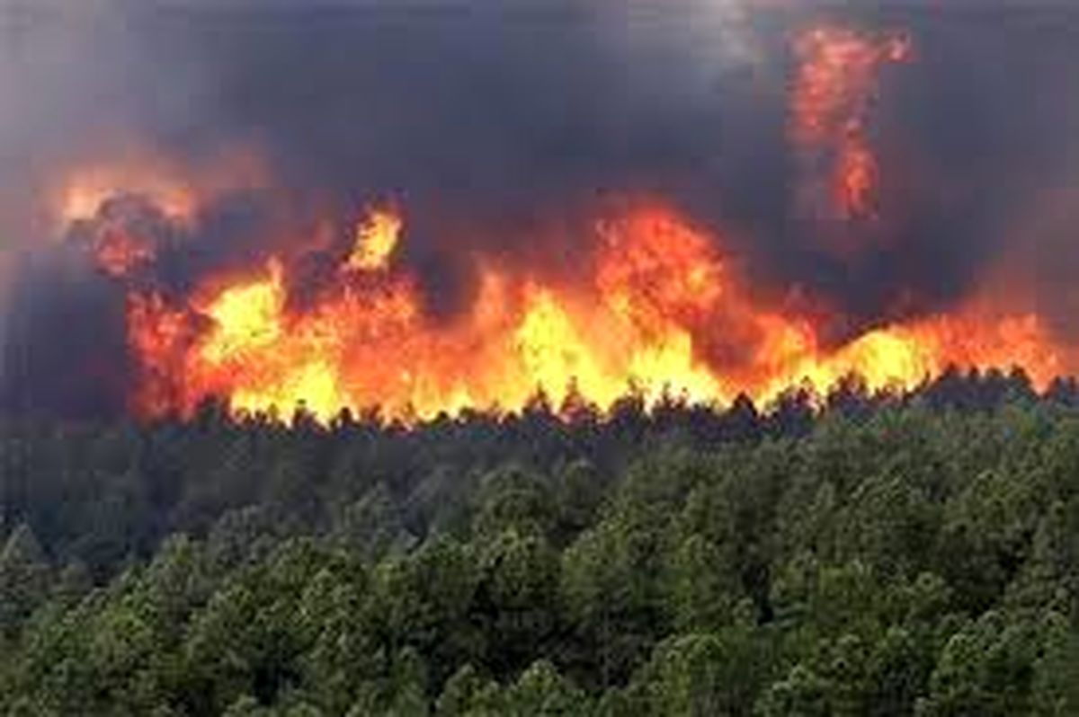 آمار آتش‌سوزی‌های جنگل‌های ایران در تابستان امسال + اینفوگرافی