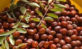 اگر قند دارید روزی ۵ عدد این میوه را بخورید