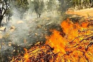 آتش گرفتن ۳۵ هکتار از زمین‌های ملی شمیرانات