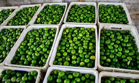 این بار تریاک ها داخل لیمو ترش جاساز بودند !