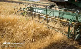 خرید تضمینی گندم به ۷.۷ میلیون تن رسید