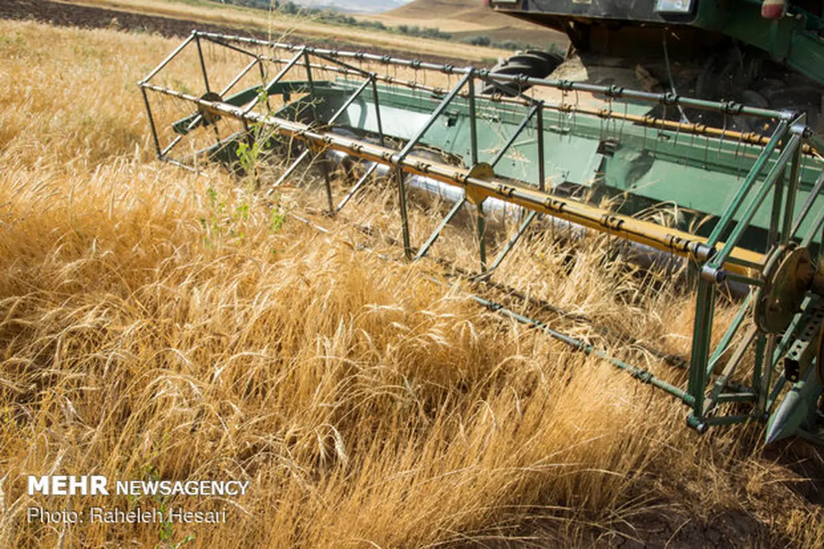 خرید تضمینی گندم به ۷.۷ میلیون تن رسید