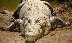 ویدئو| مردی زندگی خود را به خطر انداخت تا کروکودیل ۳.۶ متری را از داخل گودال نجات دهد