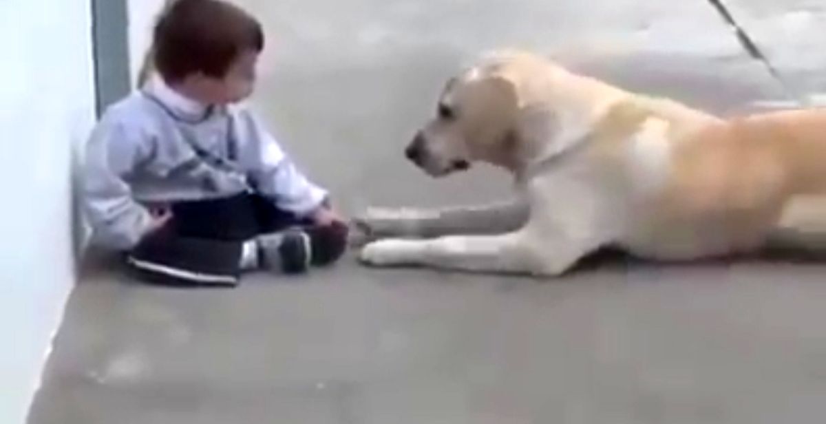 ویدئو| ارتباط سگ با کودکی که سندرم داون دارد