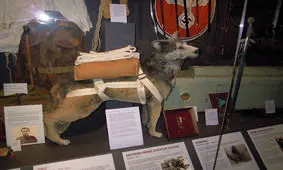 یگان‌های نظامی عجیبی که واقعا وجود داشتند