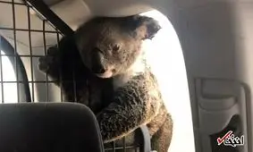 شهرت یک کوالا که سعی داشت فرزند خود را از آتش سوزی استرالیا محافظت کند