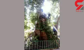 درخت 2500 ساله تویسرکان را آتش زدند