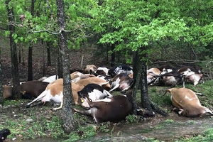 فیلم| مرگ دسته‌جمعی گاوهای یک مزرعه بر اثر صاعقه