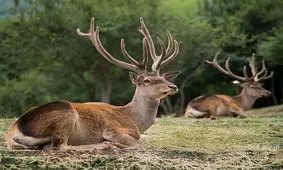 ویدئو| نجات گوزن از باتلاق توسط شکارچیان