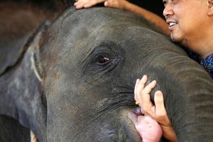 بچه فیل با پای مصنوعی به خانه جدیدش می‌رود