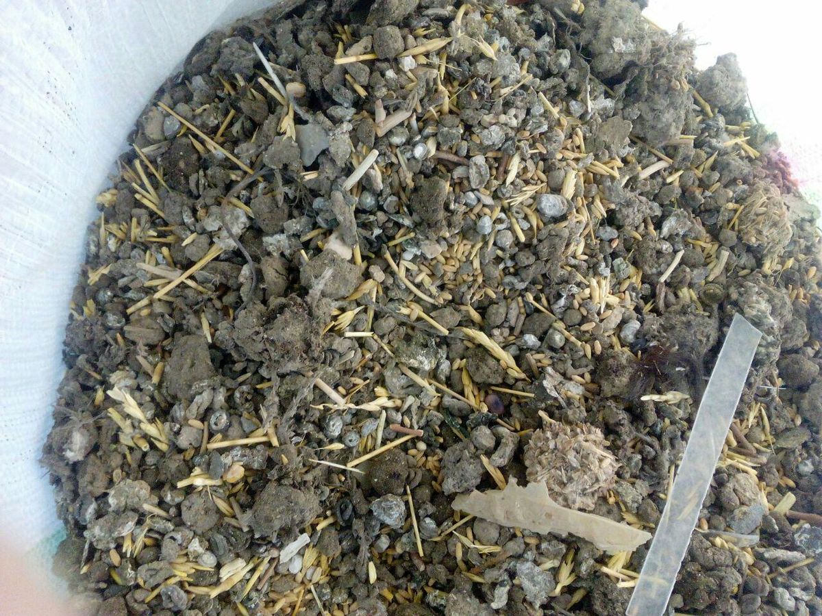 بازداشت متخلفان گندمهای آلوده / تایید وجود فضولات پرندگان