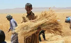 فساد گسترده در خرید تضمینی گندم/ ورود شن و ضایعات به سیلوها