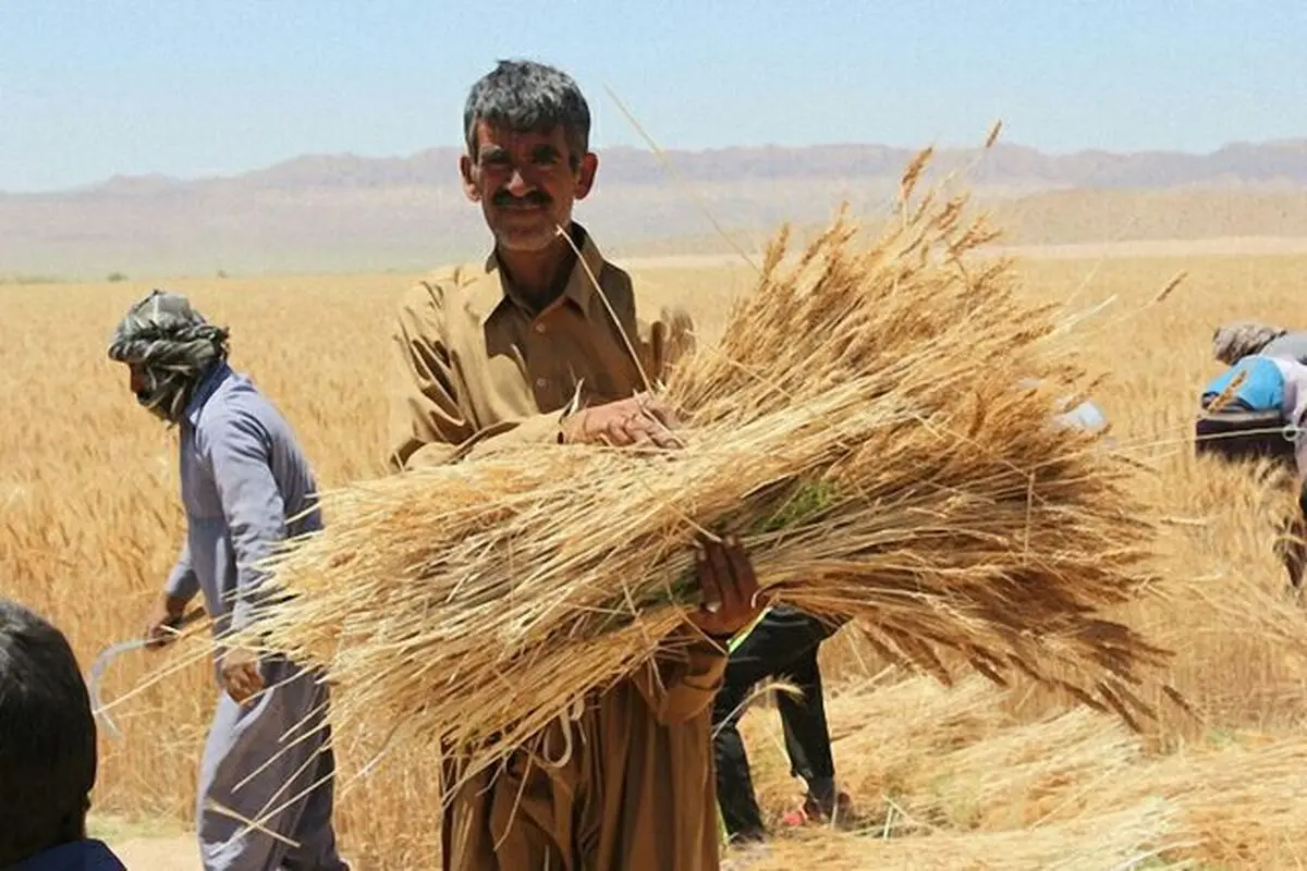 فساد گسترده در خرید تضمینی گندم/ ورود شن و ضایعات به سیلوها
