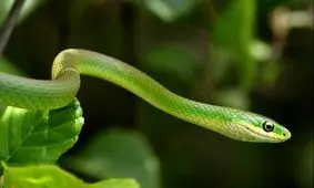 دانستنی‌های شگفت‌انگیز درباره مار‌ها