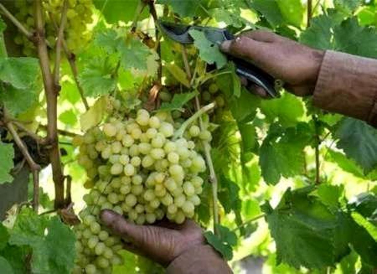 برداشت بیش از ۲۰۰هزار تن انگور در آذربایجانغربی آغاز شد