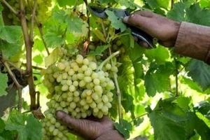 برداشت بیش از ۲۰۰هزار تن انگور در آذربایجان‌غربی آغاز شد