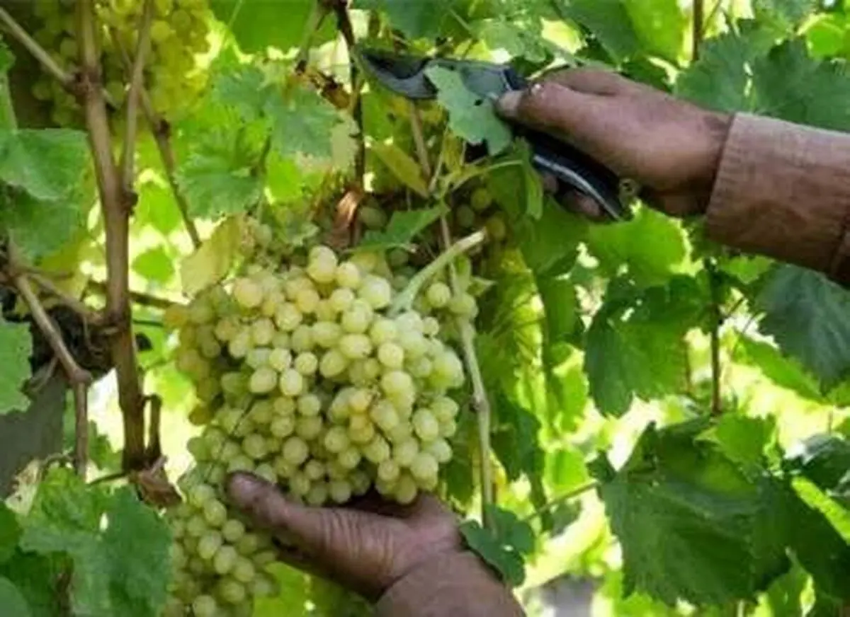 برداشت بیش از ۲۰۰هزار تن انگور در آذربایجان‌غربی آغاز شد