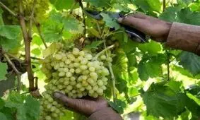برداشت بیش از ۲۰۰هزار تن انگور در آذربایجان‌غربی آغاز شد