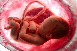 آمار مراجعین سقط جنین