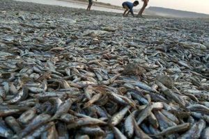 صیادی در گورستان ماهی‌ها / گزارش میدانی از خشکی تالاب بین‌المللی هامون