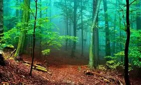 رها کردن نوزاد در جنگل توسط مادر بی‌رحم