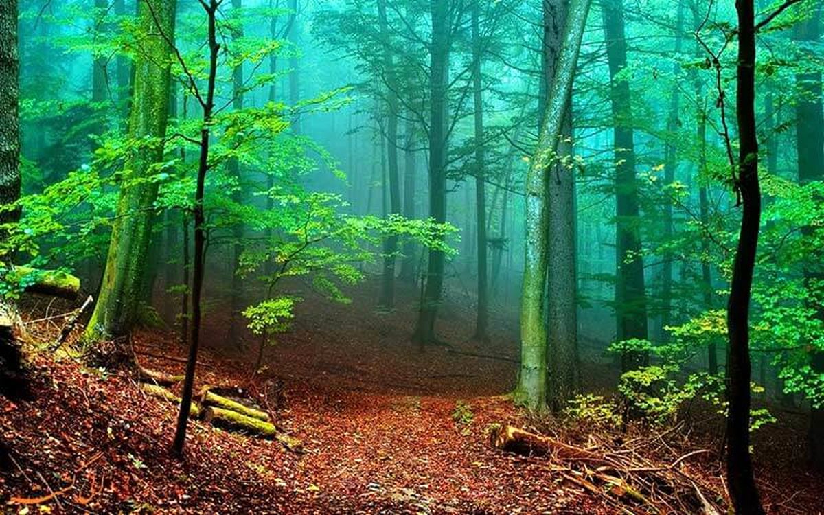 رها کردن نوزاد در جنگل توسط مادر بیرحم
