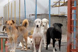 انجام «مرگ با ترحم» سگ‌های بدون صاحب طبق مصوبه وزارت کشور است