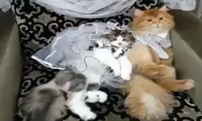 ویدئو| برای اولین بار در دنیا یک زوج پولدار عرب برای گربه‌هایشان یک عروسی و جشن رسمی گرفتند!
