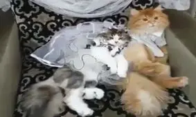 ویدئو| برای اولین بار در دنیا یک زوج پولدار عرب برای گربه‌هایشان یک عروسی و جشن رسمی گرفتند!