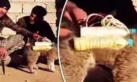 حیوانات انتحاری؛ شیوه جدید داعش برای عملیات +عکس