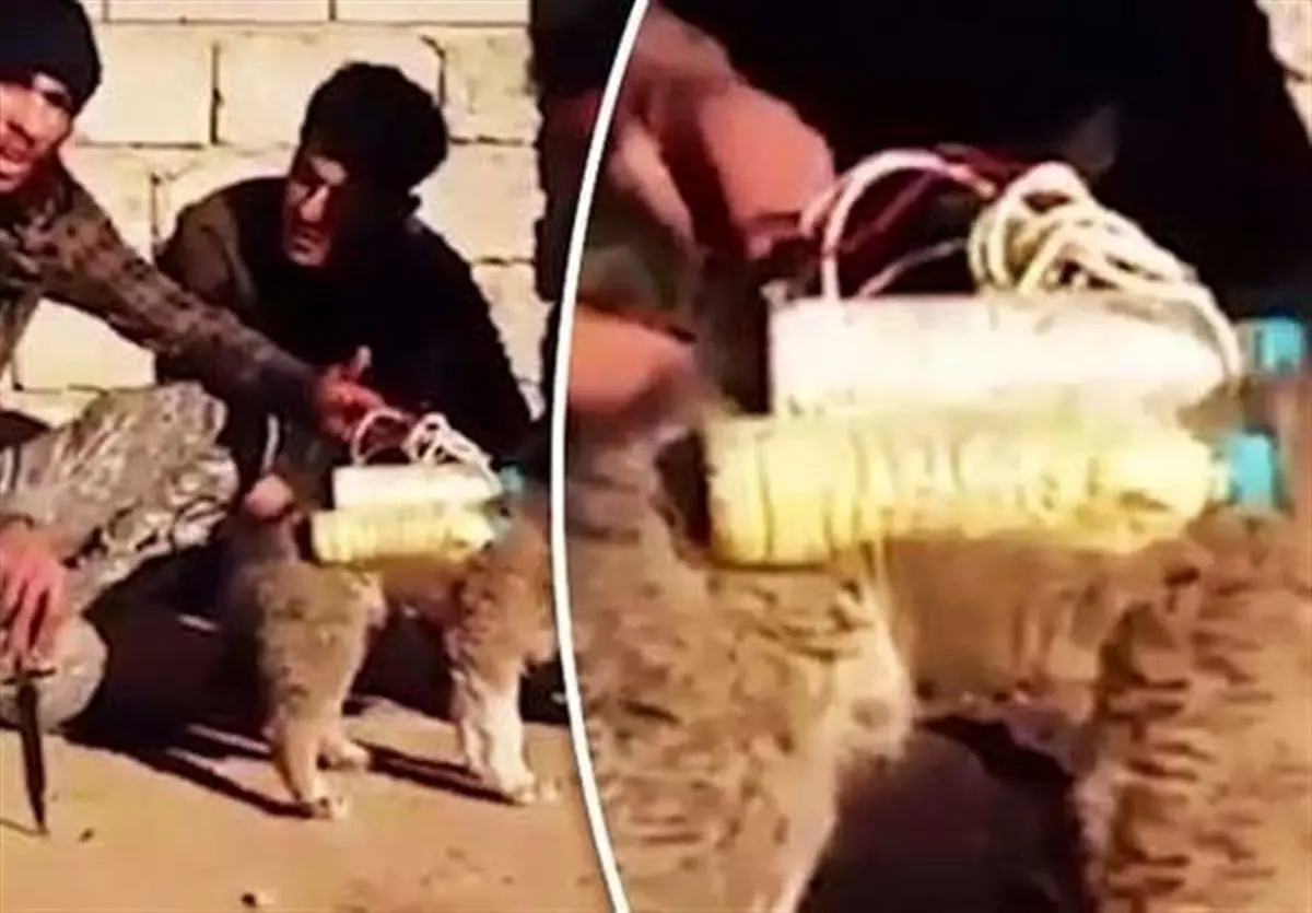 حیوانات انتحاری؛ شیوه جدید داعش برای عملیات +عکس