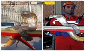 صید مار کبرا در بلوار نماز مشهد