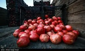 قیمت‌های نجومی در بازار میوه اصفهان/ ثبات قیمت وجود ندارد