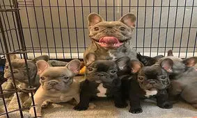 سگهای بالغی که شبیه توله‌شان هستند!