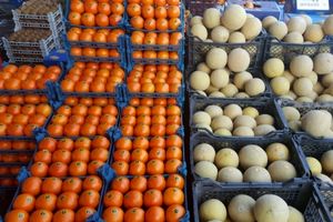 جدیدترین قیمت میوه در تره‌بار مرکزی تهران/نارنگی بندری ۱۲ هزار تومان