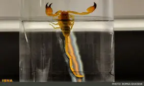 انجام فعالیت‌های تشخیصی و شناسنامه‌ای برای جانوران سمی در موسسه رازی