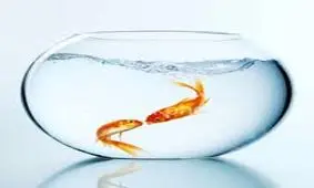 کدام ماهی تازه‌تر است؟