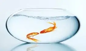 کدام ماهی تازه‌تر است؟