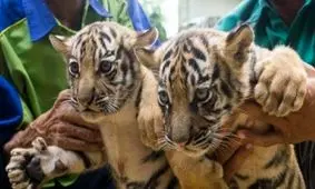 توضیحات رییس سازمان محیط زیست درباره مرگ ۷ ببر در باغ‌وحش مشهد