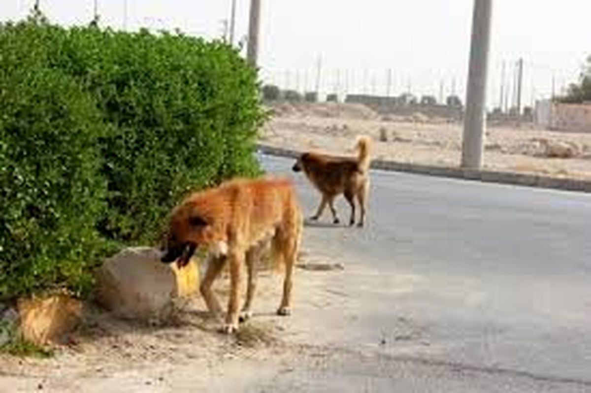 لزوم حضور سمن‌های حامی حیوانات در مناقصات نگهداری از سگ‌های بدون صاحب